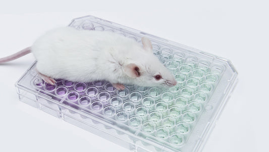 Mouse and Rat Immunoassays