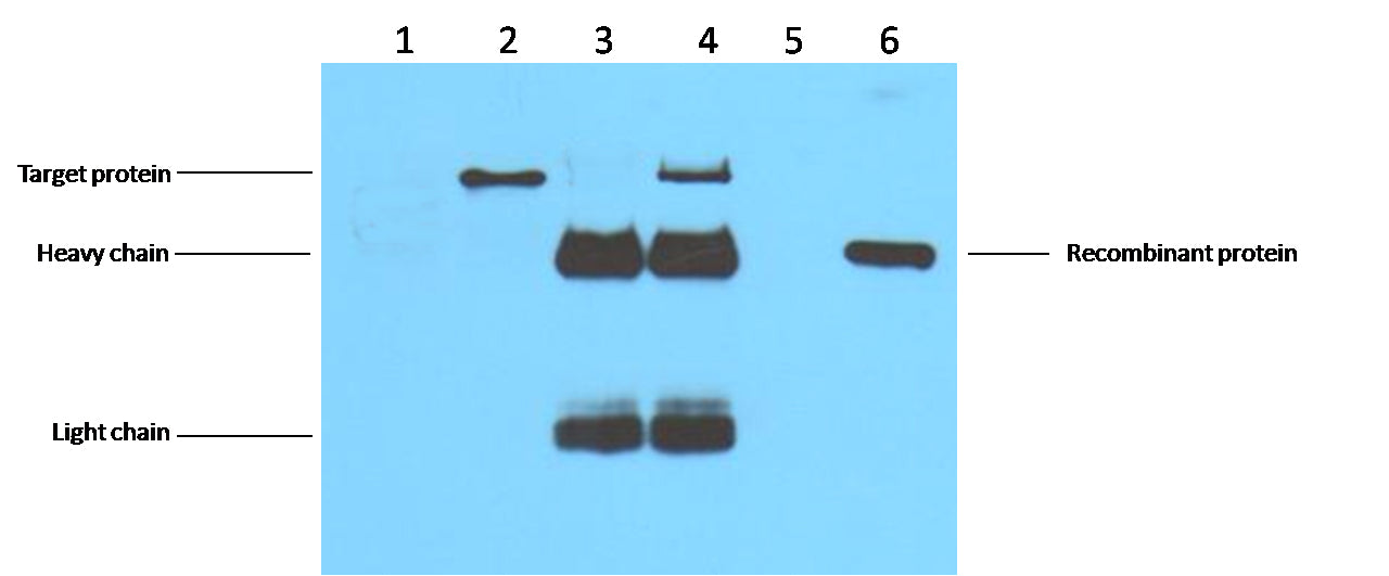 IP antibody use:5ug Flag Mouse IgG1 per ml Lysate, WB 1:5000 1. untransfected 293 cell lysate 2. transfected 293 cell lysate with Flag-tag fusion protein 3. IP (transfected 293+ normal Mouse IgG+Protein G agarose) 4. IP (transfected 293+anti- Flag mAb+ P