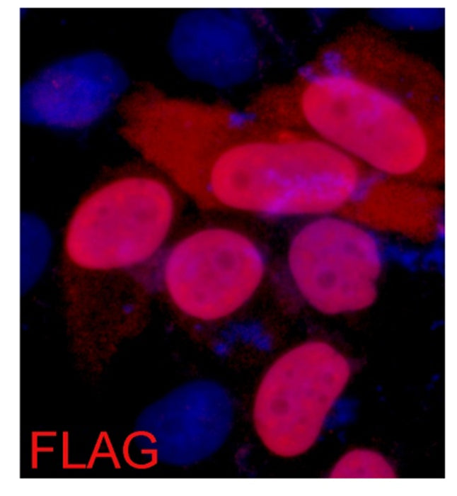 IF analysis of 293 cells transfected with a Flag-tag protein, using ELKbio anti-FlagTag Mouse mAb at a 1:2000 dilution (blue DAPI, red anti-Flag)