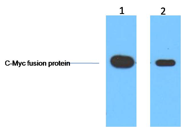 1ug C-Myc fusion protein+ Primary antibody dilution at 1. 1:5,000 2. 1:10,000