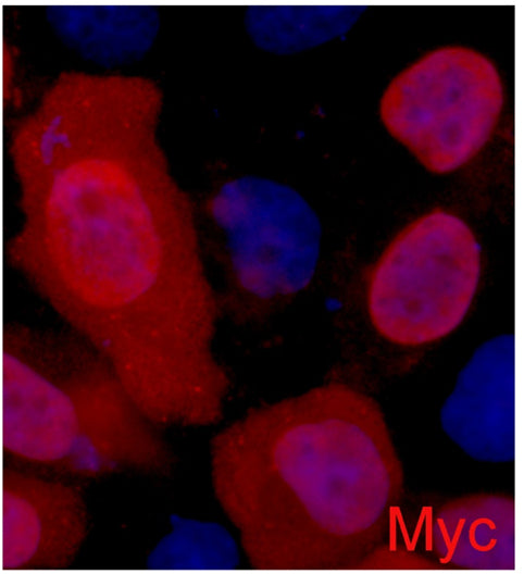 IF analysis of 293 cells transfected with a C-Myc-tag protein, using ELKbio anti-C-MycTag Mouse mAb at a 1:2000 dilution (blue DAPI, red anti-C-Myc)
