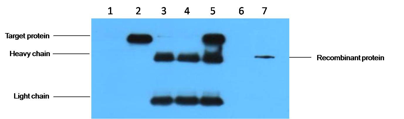 IP antibody use:5ug HA Mouse IgG1 per ml Lysate, WB 1:5000 1. untransfected 293 cell lysate 2. transfected 293 cell lysate with HA-tag fusion protein 3. IP(untransfted 293+anti-HA mAb+Protein G agarose) 4. IP (transfected 293+ normal Mouse IgG+Protein G ag