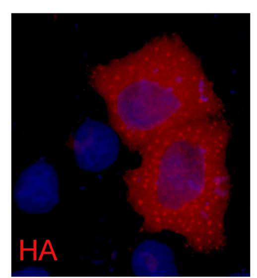 IF analysis of 293 cells transfected with a HA-tag protein, using ELKbio anti-HATag Mouse mAb at a 1:2000 dilution (blue DAPI, red anti-HA)