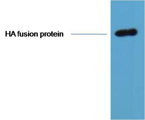 0.5ug HA fusion protein+ Primary antibody dilution at 1:10,000.