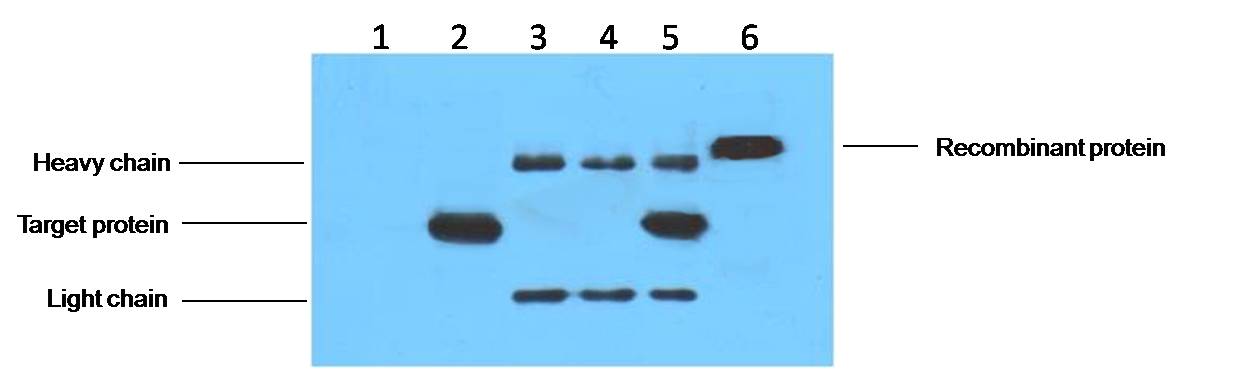 IP antibody use:5ug His Mouse IgG1 per ml Lysate, WB 1:3000 1. untransfected 293 cell lysate 2. transfected 293 cell lysate with His-tag fusion protein 3. IP (untransfected 293+anti-His mAb+ Protein G agarose) 4. IP (transfected 293+ normal Mouse IgG+Prote