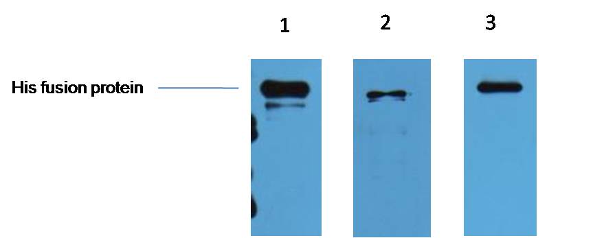 1. Multi-Tag Recombinant protein 2. 293T transfected with His recombinant protein 3. Insect cell trandfected with His recombinant protein