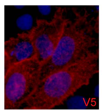 IF analysis of 293 cells transfected with a V5-tag protein, using ELKbio anti-V5Tag Mouse mAb at a 1:2000 dilution (blue DAPI, red anti-V5)