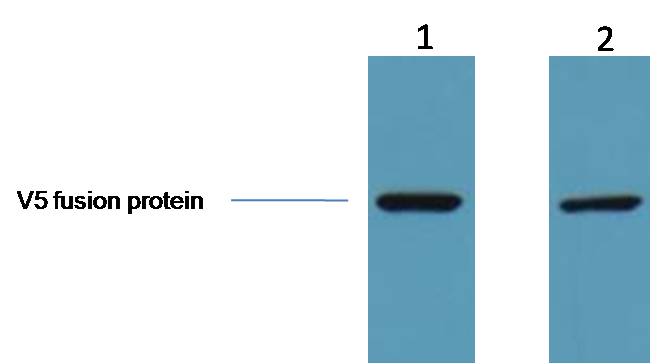 1ug V5 fusion protein+ Primary antibody dilution at 1. 1:5,000 2. 1:10,000