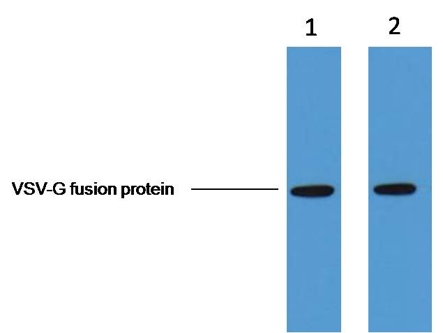 1ug VSV-G fusion protein+ Primary antibody dilution at 1. 1:5,000 2. 1:10,000