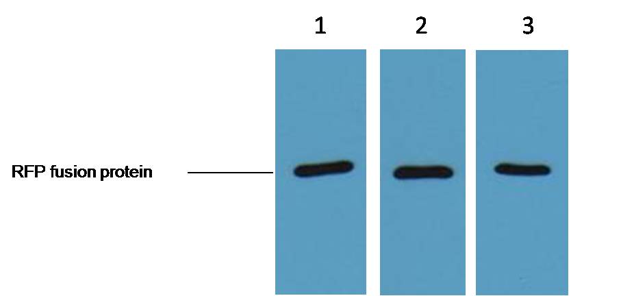 1ug RFP fusion protein+ Primary antibody dilution at 1. 1:3,000 2. 1:5,000 3. 1:10,000