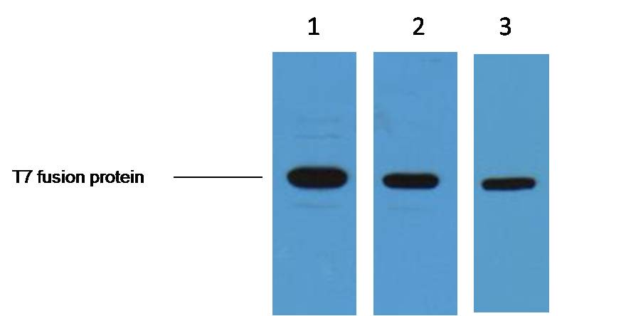 0.5ug T7 fusion protein+ Primary antibody dilution at 1. 1:3,000 2. 1:5,000 3. 1:10,000