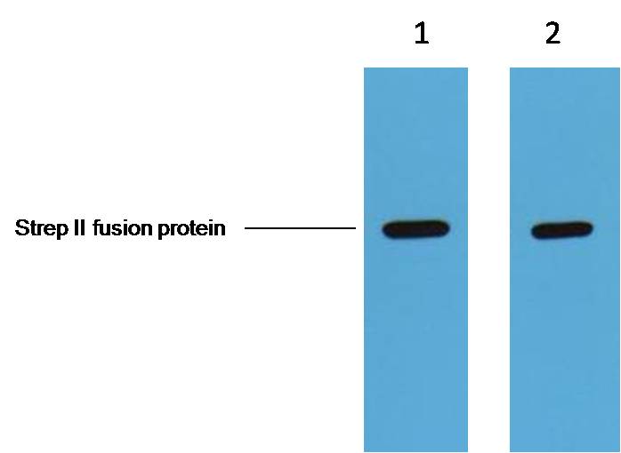 1ug Strep II fusion protein+ Primary antibody dilution at 1. 1:5,000 2. 1:10,000
