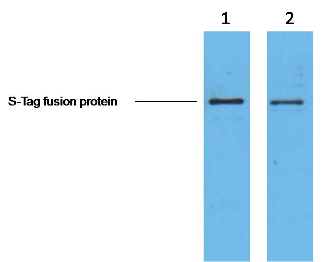 2ug S-Tag fusion protein+ Primary antibody dilution at 1. 1:5,000 2. 1:10,000