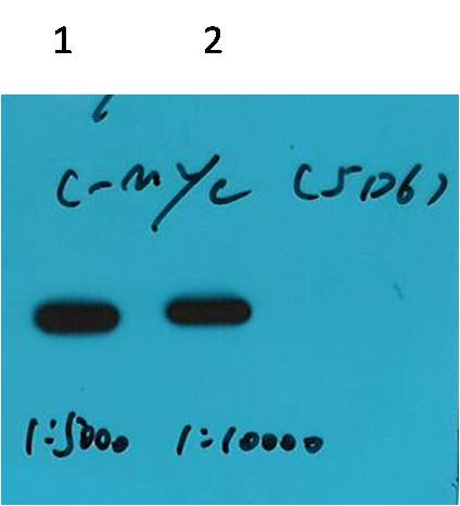 Western blot analysis of Recombinant protein with c-Myc tag Mouse mAb(5D6) diluted at 1) 1:5,000 2) 1:10,000