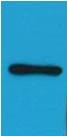 Western blot analysis of HA Recombinant protein with EM1025 diluted at 1:2,000