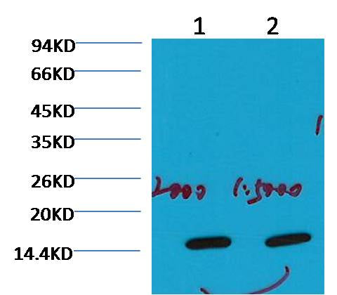 Western blot analysis of Hela with COX IV Mouse mAb diluted at 1) 1:2,000 2) 1:5,000