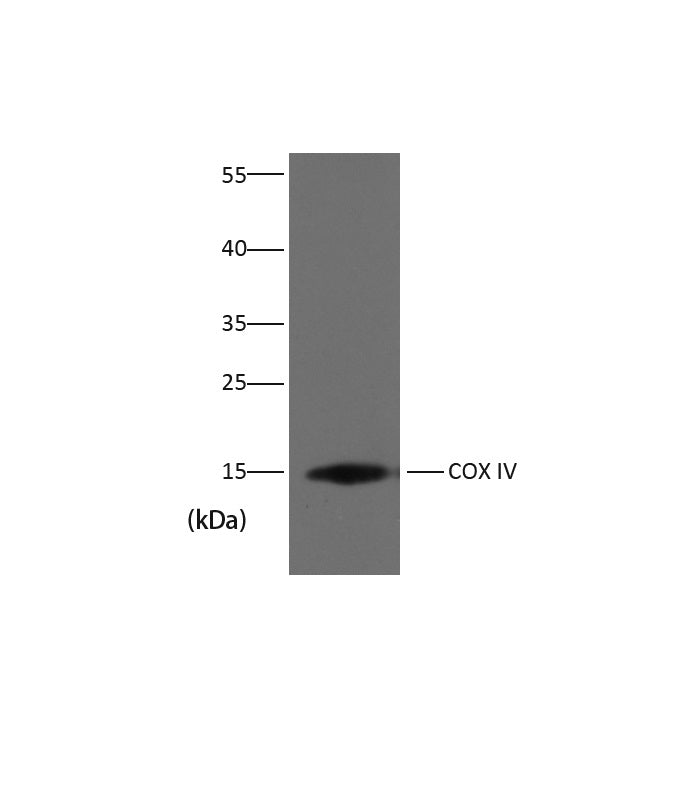 Western blot analysis of Hela with COX IV Mouse mAb diluted at 1:3,000.