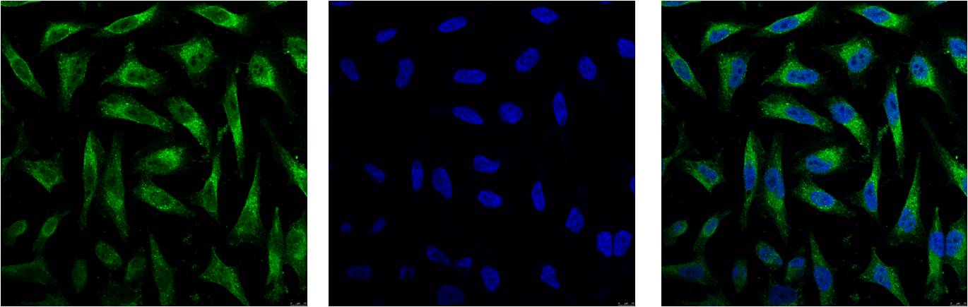 IF analysis of Hela with EM1032(Left) and DAPI (Right) diluted at 1:100.