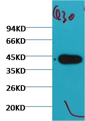 Western blot analysis of Arabidopsis with plant actin Mouse mAb (Q30)diluted at 1:5,000