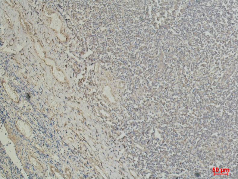 Immunohistochemical analysis of paraffin-embedded Human Tonsil Tissue using Beta I tubulin (EM1036) Mouse mAb diluted at 1:500.
