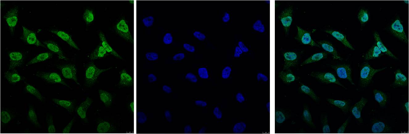 IF analysis of Hela with EM1041(Left) and DAPI (Right) diluted at 1:100.