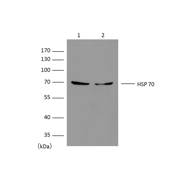 Western blot analysis of extracts from HeLa (Lane 1),MCF-7 (Lane 2), using HSP70 diluted at 1:2,000.
