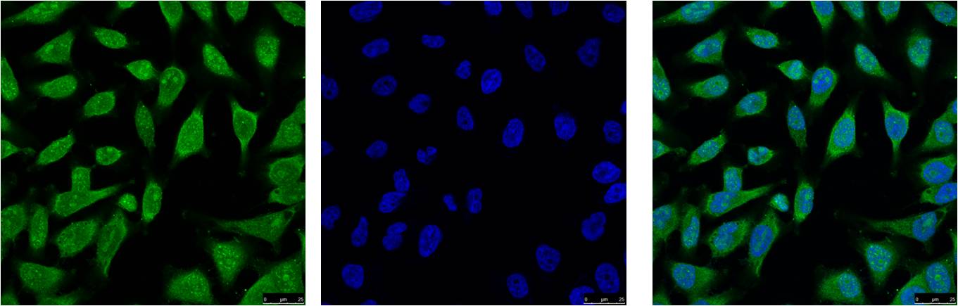 IF analysis of Hela with EM1042(Left) and DAPI (Right) diluted at 1:100.