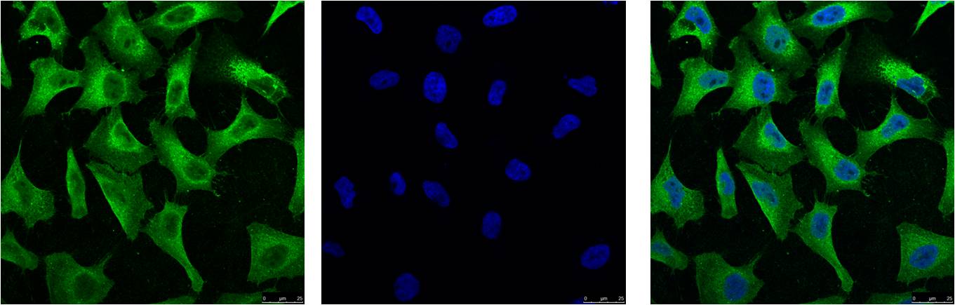 IF analysis of Hela with EM1044(Left) and DAPI (Right) diluted at 1:100.