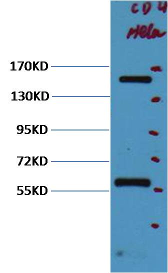Western blot analysis of Hela with CD45 mAb diluted at 1:2,000.