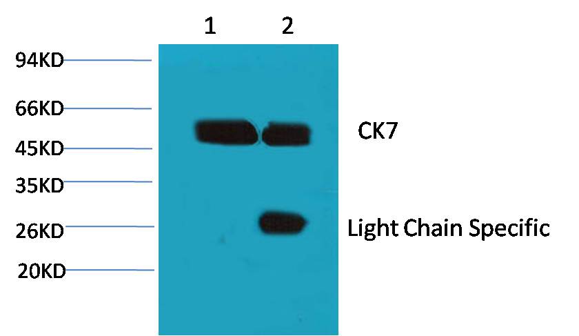 1. Input: Hela Cell Lysate 2. IP product: IP dilute 1:200 Western blot analysis: primary antibody : EM1054 1:1,000 Secondary antibody: Goat anti-Mouse IgG Light chain specific(S003), 1:5,000