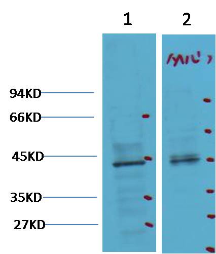 Western blot analysis of 1) 293T, 2)Mouse Heart tissue with CDX2 mAb diluted at 1:2,000.