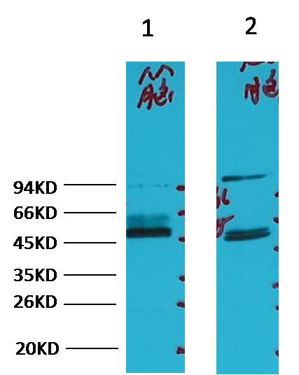 Western blot analysis of 1) Mouse Brain tissue, 2) Rat Brain tissue, with FH Mouse mAb diluted at 1:3,000.