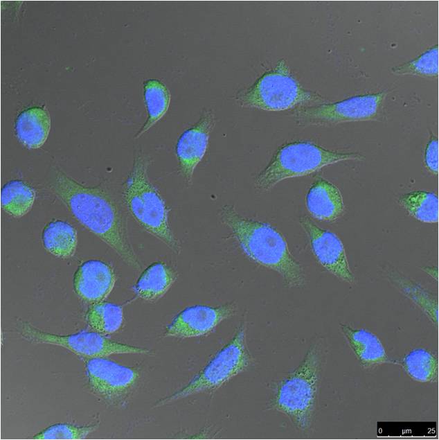 IF analysis of Hela with EM1073 diluted at 1:100.