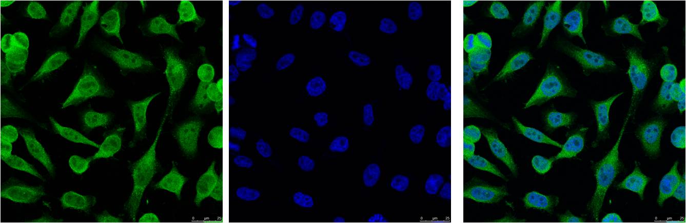 IF analysis of Hela with EM1077(Left) and DAPI (Right) diluted at 1:100.