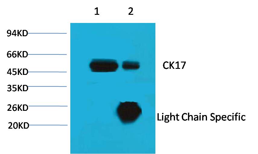 1. Input: Hela Cell Lysate 2. IP product: IP dilute 1:200 Western blot analysis: primary antibody : EM1081 1:1,000 Secondary antibody: Goat anti-Mouse IgG, Light chain specific(S003), 1:5,000