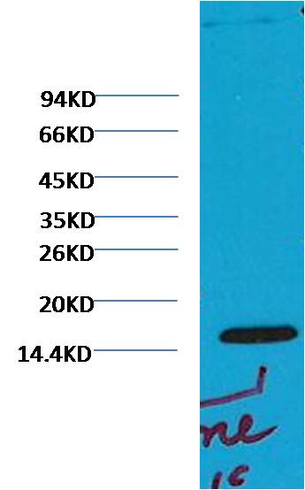 Western blot analysis of 293T with Histone H3 (di methyl K79) (Q7) Mouse mAb diluted at 1:2,000