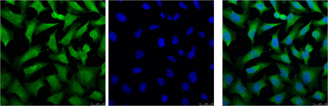 IF analysis of Hela with EM1095(Left) and DAPI (Right) diluted at 1:100.