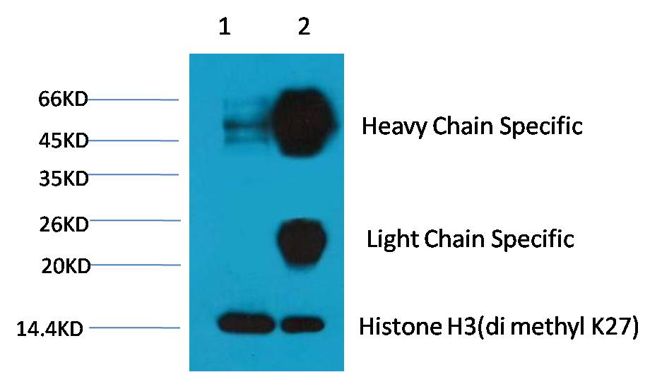 1. Input: Hela Cell Lysate 2. IP product: IP dilute 1:200 Western blot analysis: primary antibody : EM1101 1:2,000 Secondary antibody: Goat anti-Mouse IgG(H+L) (S001) 1:10,000