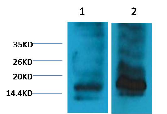 Western blot analysis of 1) Rat Testis Tissue, 2) Raw264.7 with EM1109 diluted at 1:2000.