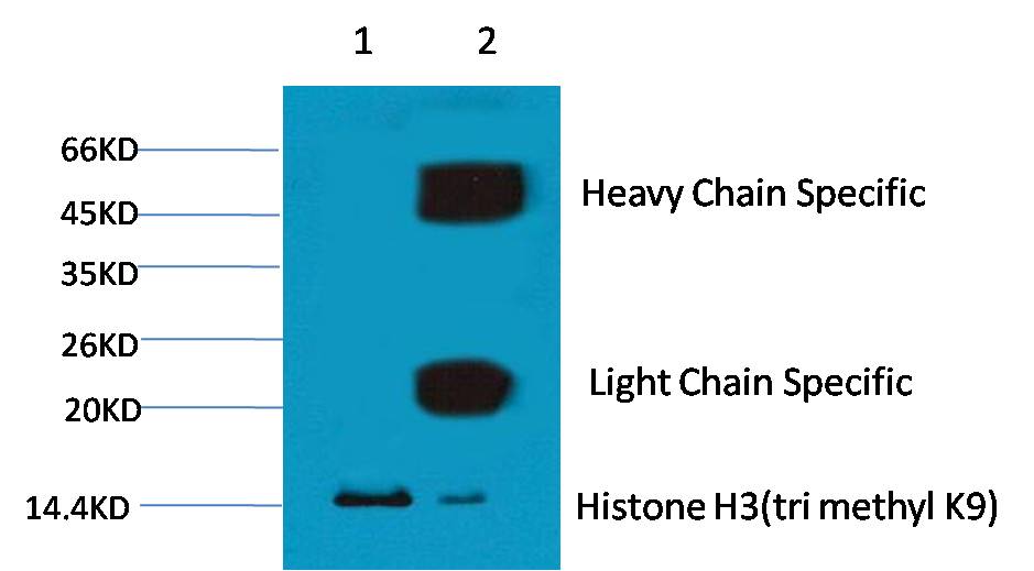 1. Input: Hela Cell Lysate 2. IP product: IP dilute 1:200 Western blot analysis: primary antibody : EM1109 1:1,000 Secondary antibody: Goat anti-Mouse IgG(H+L) (S001) 1:10,000