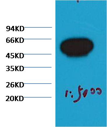 Western blot analysis of Zebrafish skeletal muscle with Beta-tubulin Mouse mAb(Zebrafish Specific) diluted at 1:5,000.