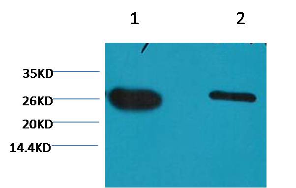 Western blot analysis of GFP transfected Hela with EM1124 diluted at 1) 1:5,000 2) 1:10,000