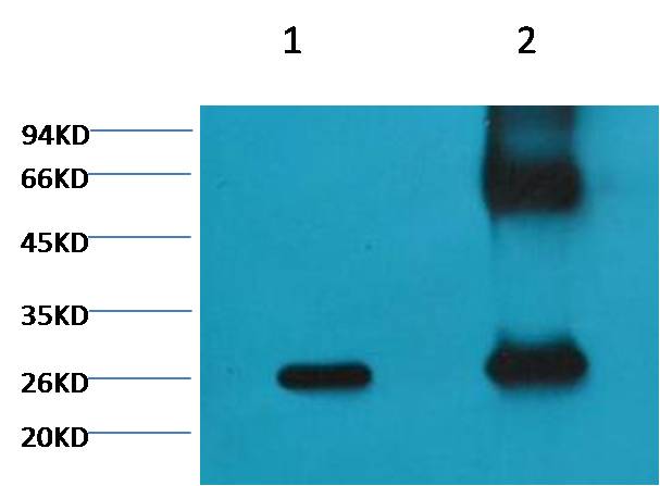 Western blot analysis of GFP transfectedHela with EM1124 diluted at 1:200 1) Input (control) 2) IP products, antibody dilution 1:200, Secondary antibody: Goat anti-Mouse IgG, Heavy chain specific(S002F), 1:5000