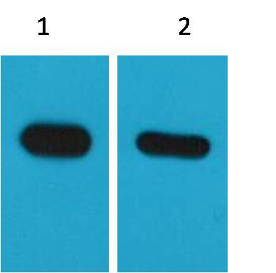 Western blot analysis of CBP recombinant protein with EM1126 diluted at 1) 1:5,000 2) 1:10,000