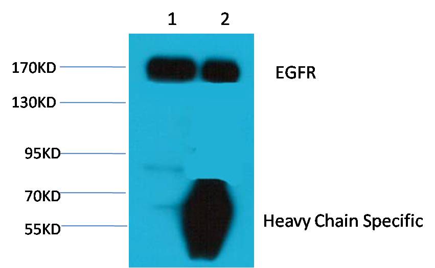 1. Input: Hela Cell Lysate 2. IP product: IP dilute 1:200 Western blot analysis: primary antibody : EM1134 1:1,000 Secondary antibody: Goat anti-Mouse IgG, Heavy Chain Specific(S003), 1:5,000