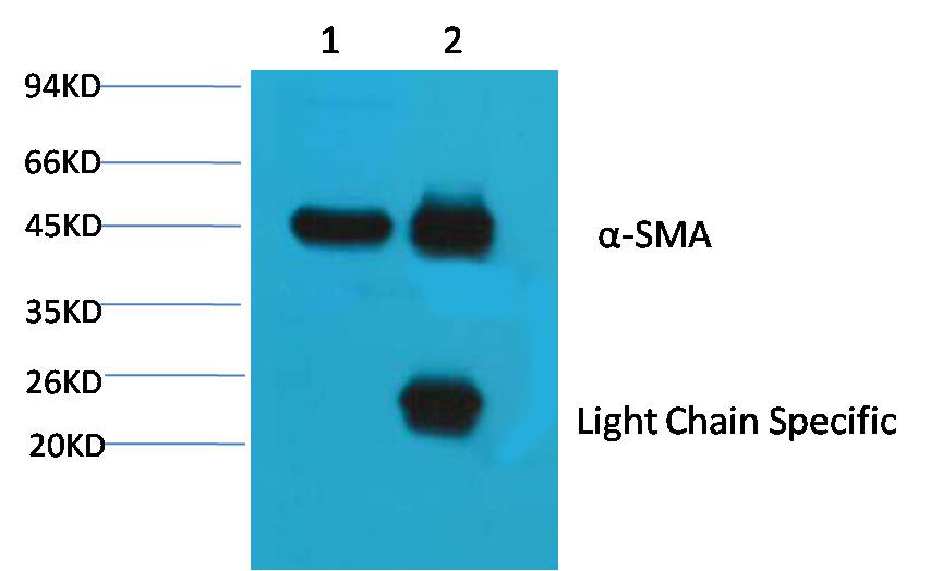 1. Input: Mouse Brain Tissue Lysate 2. IP product: IP dilute 1:200 Western blot analysis: primary antibody : EM1149 1:10,000 Secondary antibody: Goat anti-Mouse IgG, Light chain specific(S003), 1:5,000