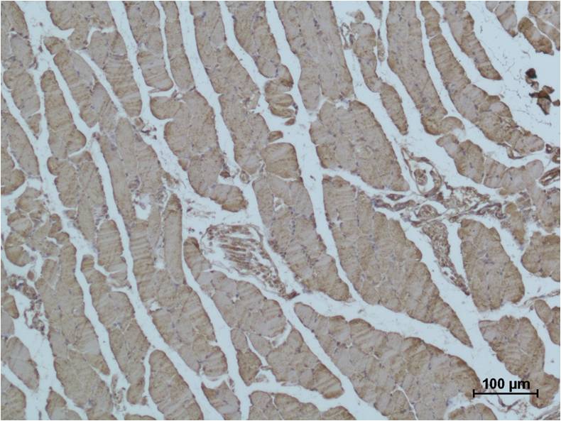 Immunohistochemical analysis of paraffin-embedded Mouse Skeletal Muscle Tissue using Alpha skeletal muscle actin (EM1149) Mouse mAb diluted at 1:500.
