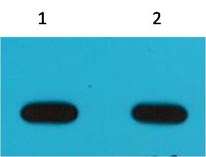 Western blot analysis of Avi-Recombinant protein with EM1153 diluted at 1) 1:5,000 2) 1:10,000