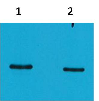 Western blot analysis of SRT-Recombinant protein with EM1154 diluted at 1) 1:5,000 2) 1:10,000