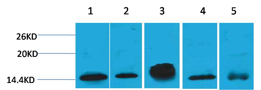 Western blot analysis of 1) Hela, 2)3T3 , 3) Raw264.7, 4) Rat Brain, 5) Rat Kidney with Histone H2B(Mix-mA ™) Mouse mAb EM1163 diluted at 1:2,000.